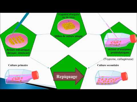 Vidéo: Différence Entre Les Lignées Cellulaires Adhérentes Et En Suspension