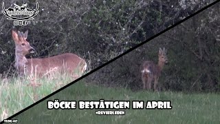 Böcke bestätigen im April / RevierLeben // Vlog 63 by Ich geh jagen 5,383 views 2 years ago 23 minutes