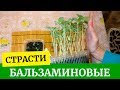 🌴Страсти бальзаминовые. Выращиваем рассаду бальзамина. Бальзамин Том тамб, Сафари и Новогвинейский