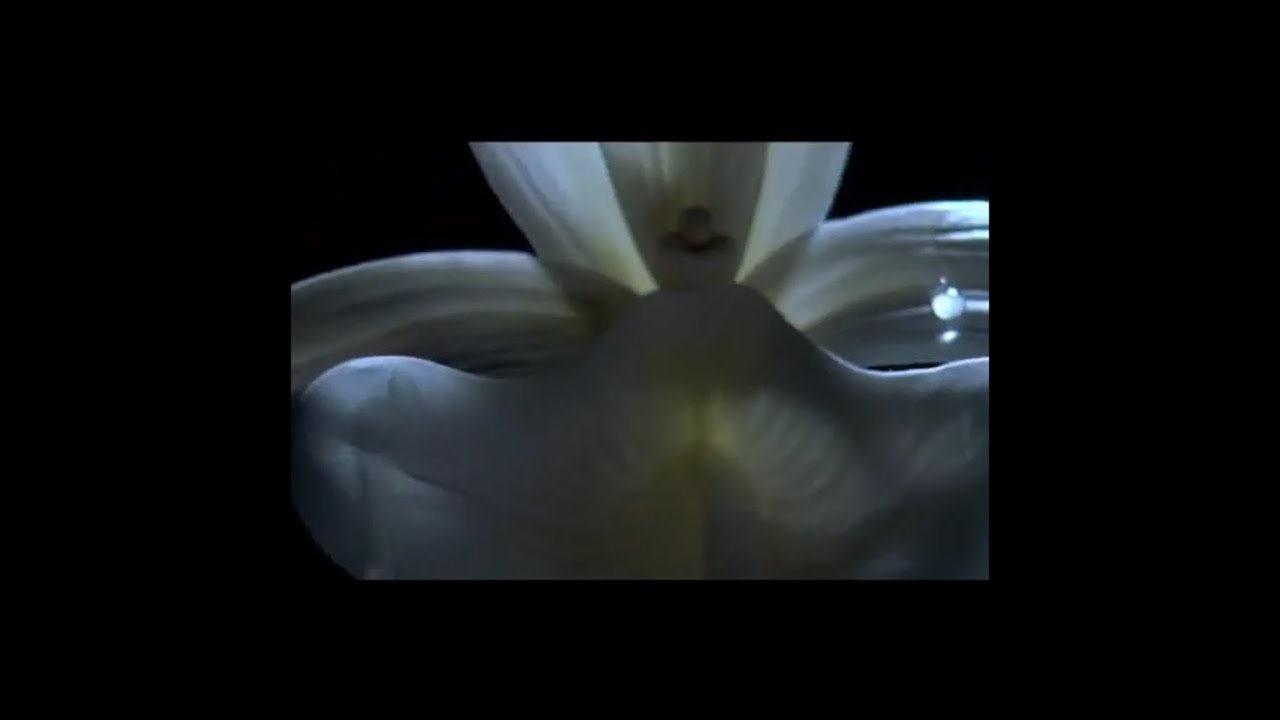 ▶ "Mental Time Travel": "Adaptation" (2002).