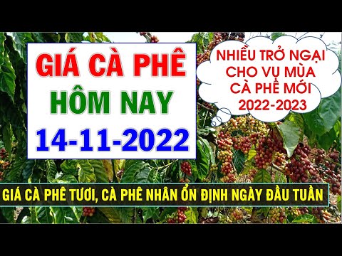 Video Giá cà phê hôm nay ngày 14/11/2022|Giá cà phê... - youtube