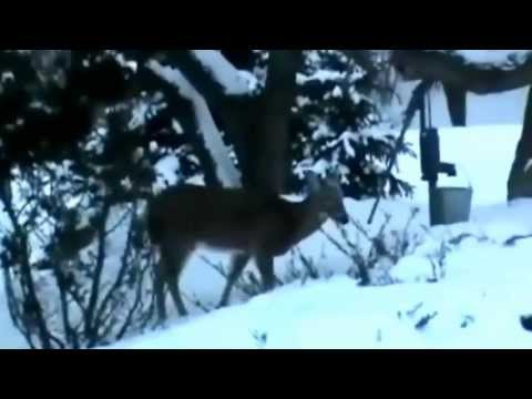 Video: Apakah rusa memakan pohon cedar?