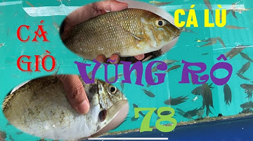 Câu Cá Biển Cảng Vũng Rô - Bè Nổi Phú Yên | DÂN 78