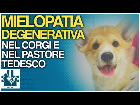 Video: Apakah anjing dengan mielopati degeneratif mengalami nyeri?