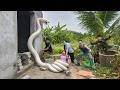 Brave Expert Rescues Young Girl from Giant White Python in Abandoned House.
