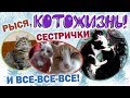 РЫСЯ, СЕСТРИЧКИ И ВСЕ ВСЕ ВСЕ ❆ КОТОЖИЗНЬ! 13-22 НОЯБРЯ 2019