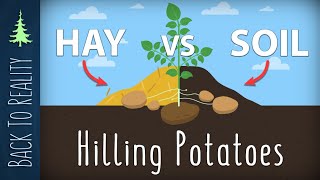 Easier Potatoes: How and Why we Hill with Mulch Instead of Soil