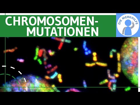 Chromosomenmutationen - Begriff, Deletion, Duplikation, Inversion, Insertion & Translokation erklärt @diemerkhilfe