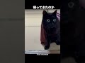 異世界帰りの黒猫 The Isekai Cat