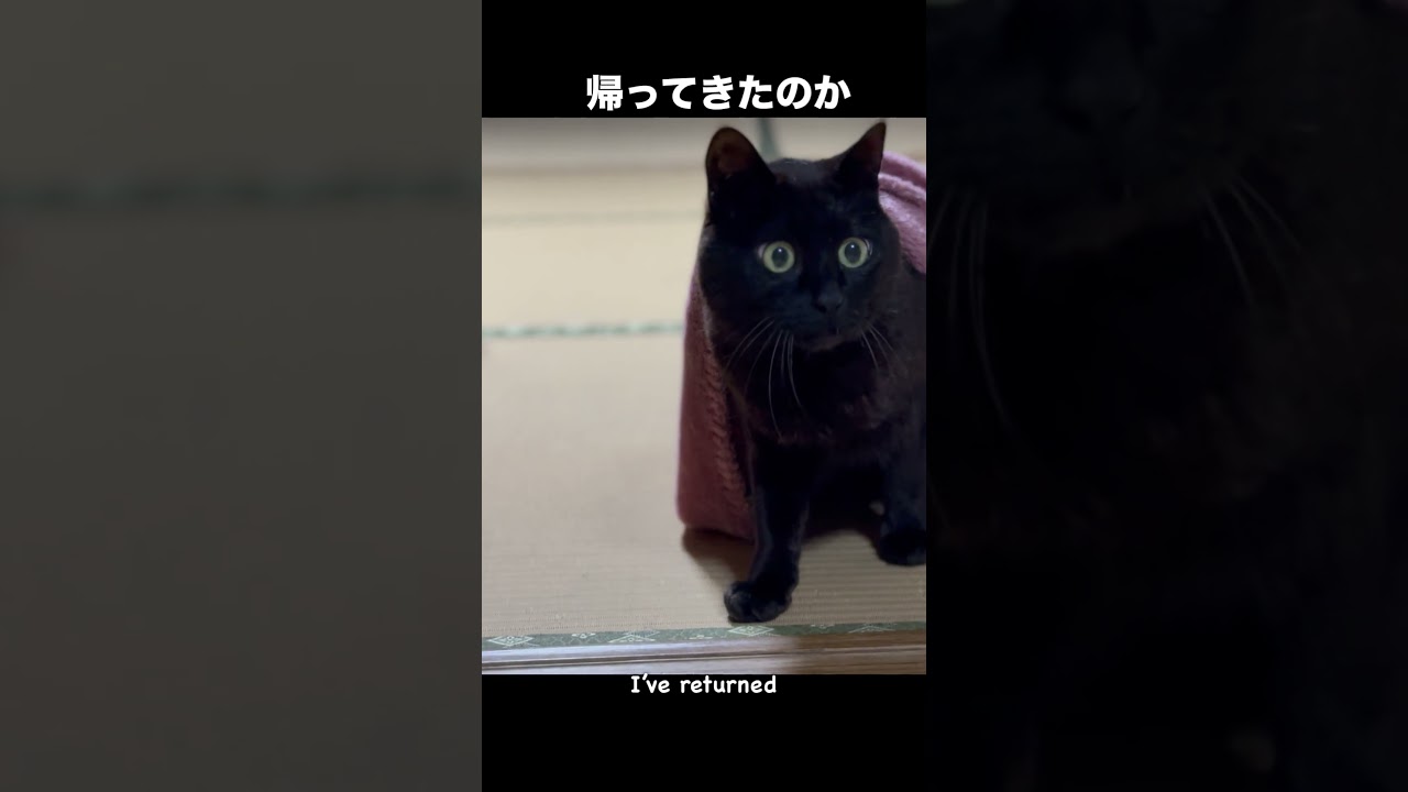 異世界帰りの黒猫 The Isekai Cat
