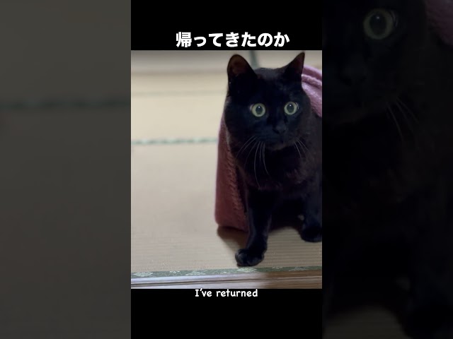 異世界帰りの黒猫　The Isekai Cat
