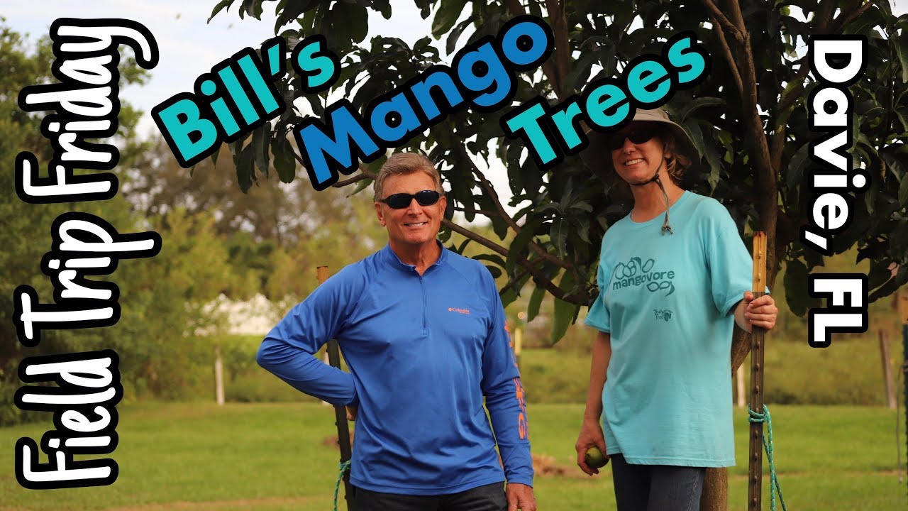 Field Trip Friday Bill's Mango Trees (Davie, FL) YouTube
