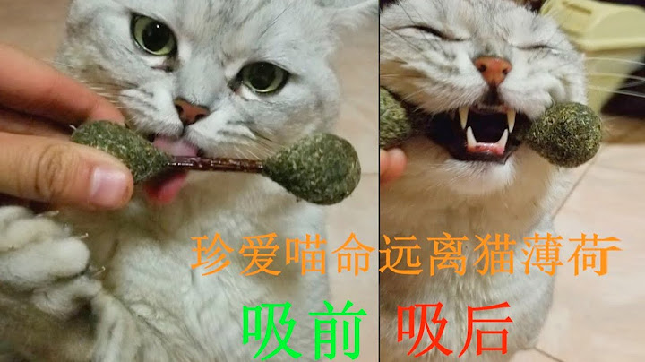 喵主子吸了猫薄荷之后直接扭上了社会摇，这猫没法要了！【萌新大良&苦等良人归】爬宠饲养