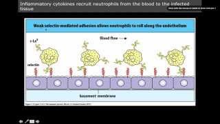 Immunology: innate immunity, Neutrophil Homing