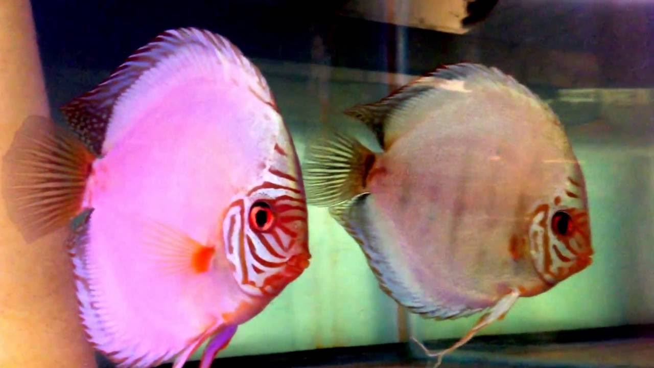 6 adults Stendker Flachen or Solid Turquoise + 2 X Jumbo Discus Hans