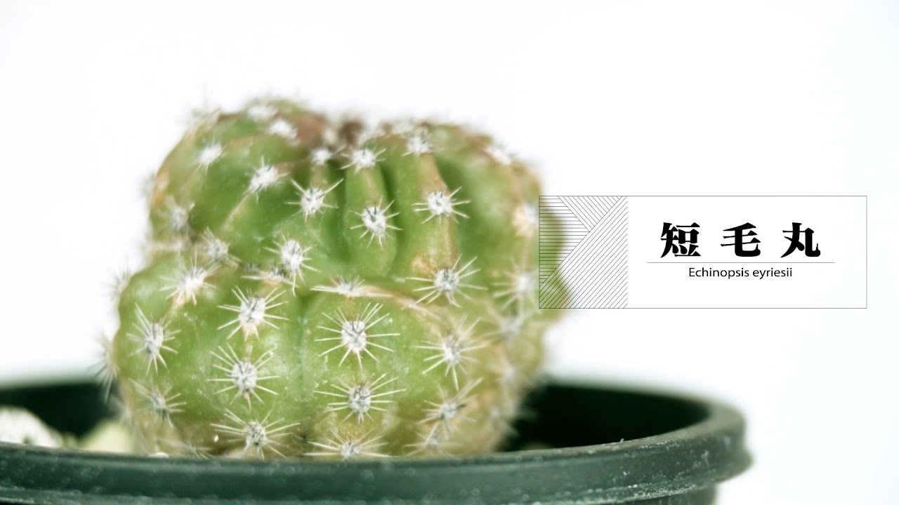 サボテン 月世界 Epithelantha Micromeris Youtube