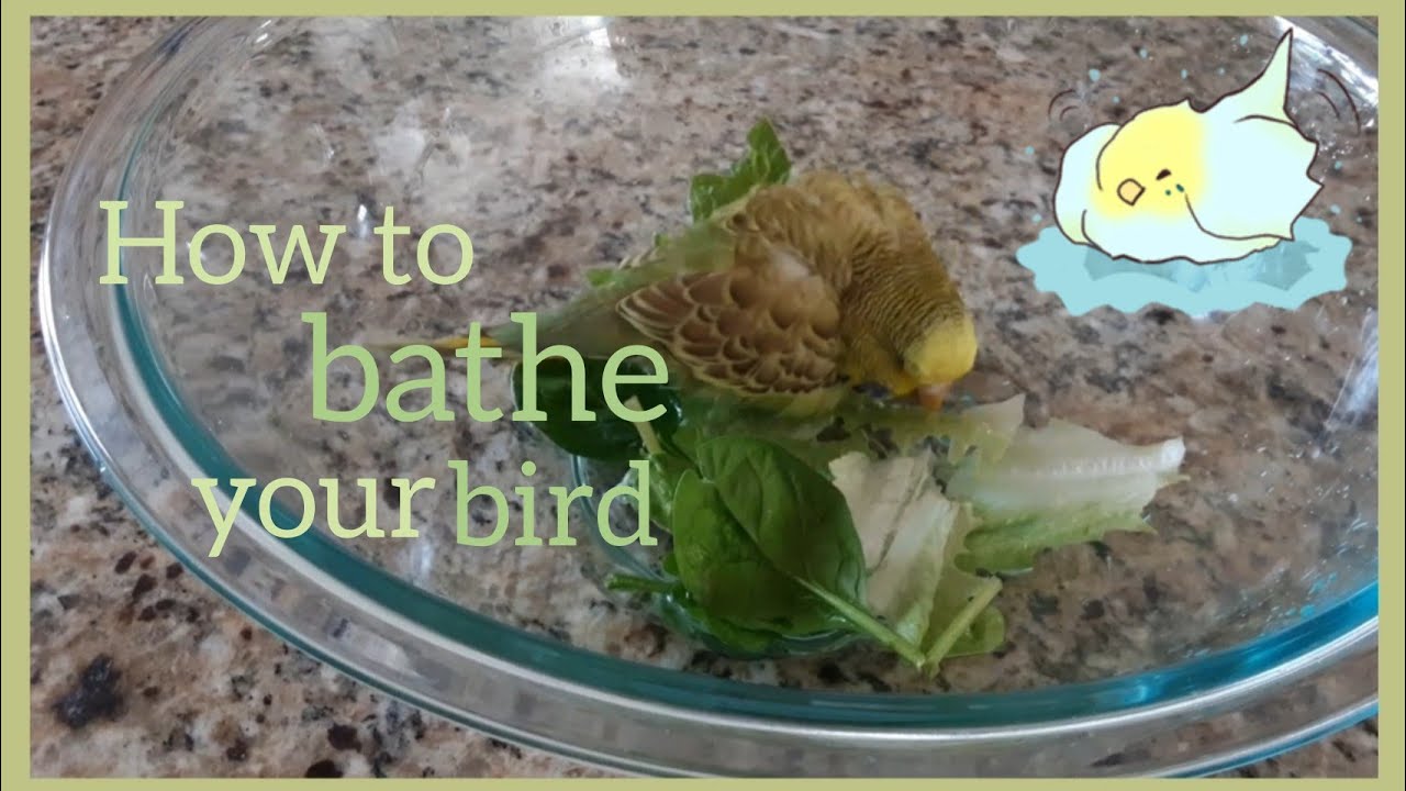 How to bathe your bird YouTube