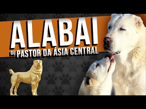 Vídeo: Características De Cães Da Raça Pastor Da Ásia Central Ou Alabai