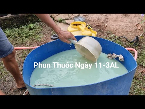 Phun Thuốc Và Chăm Sóc Giúp Lá Mai Xanh Tốt Tháng 3AL. 2023 mới nhất