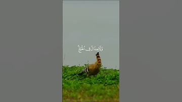 (الْحَجُّ أَشْهُرٌ مَّعْلُومَاتٌ...) #سورة_البقرة القارئ #احمد_العجمي