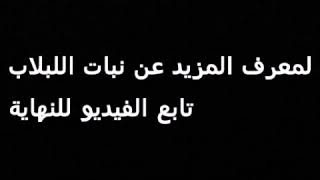 معلومات عن نبات اللبلاب او البوتس