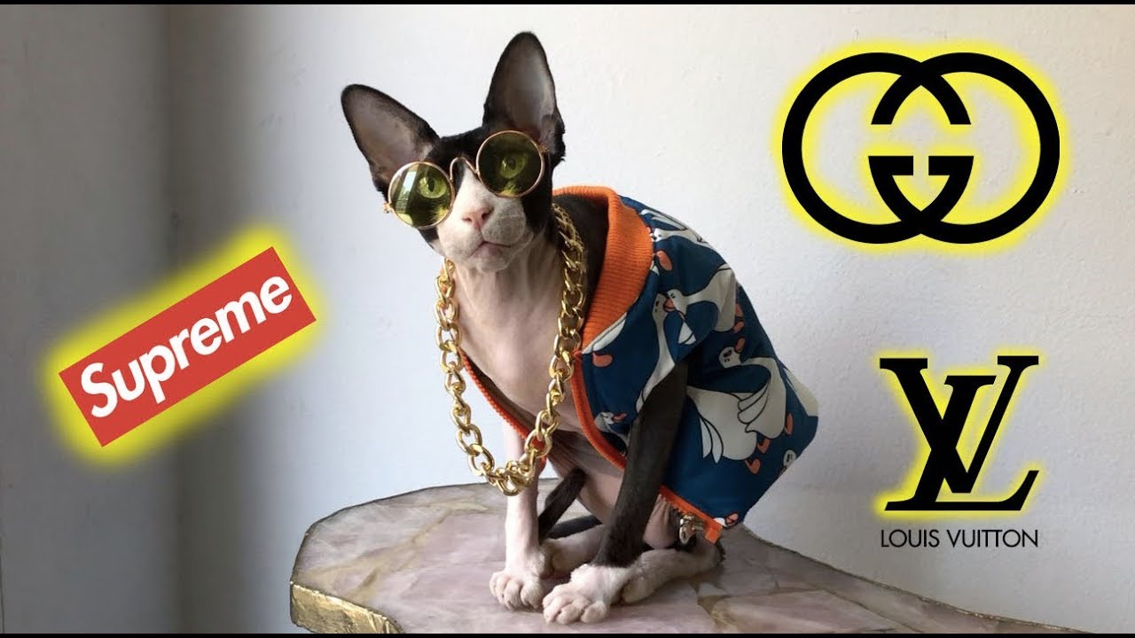 Hairless Cat Models Designer Clothes 