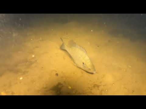 midnight swamp water dive