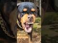 Dog Barking Loudly Fight Viral Dog Angrydog Rottweiler Angrypuppy Cutepet Puppy Angry Dog Dog Barking Loudly Fight Viral Dog Angrydog Rottweiler Angrypuppy Cutepet Puppy Angry Dog