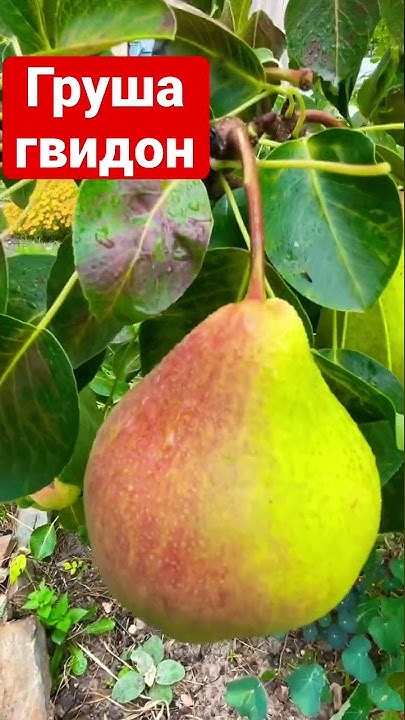 Груша гвидон фото
