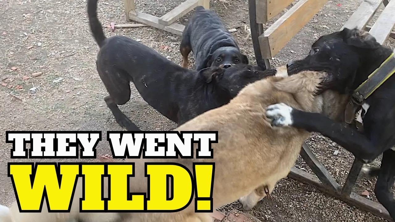 Cane Corso vs. Kangal: The Epic Showdown You Won't Forget!