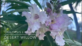 These are Desert Willows trees crossed with a Catalpa from Arizona are beautiful cultivars!