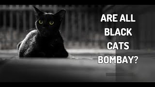 Are All Black Cats Bombay Cats Don’t Be Fooled | Is my cat a Bombay or just a black cat?