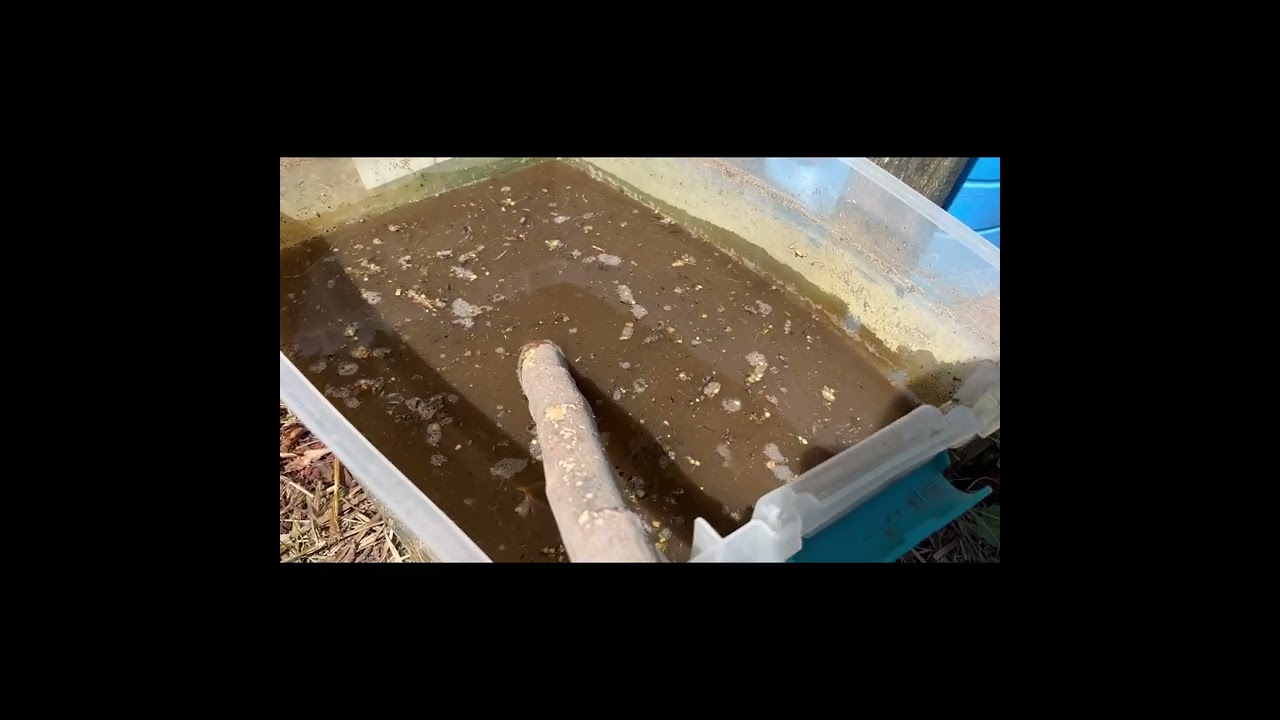 Compost/aged-manure tea for my fig trees