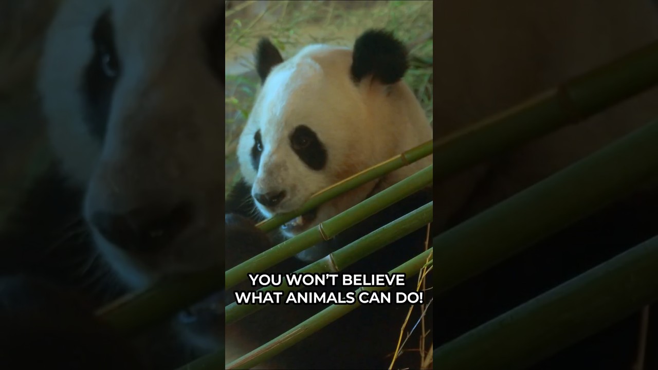 🐋 5 Animal Facts That Will Blow Your Mind! 