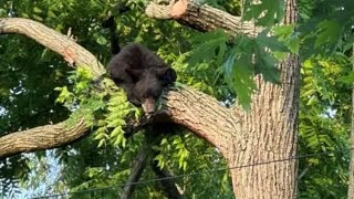 Black Bear Captured in Northeast DC | NBC4 Washington
