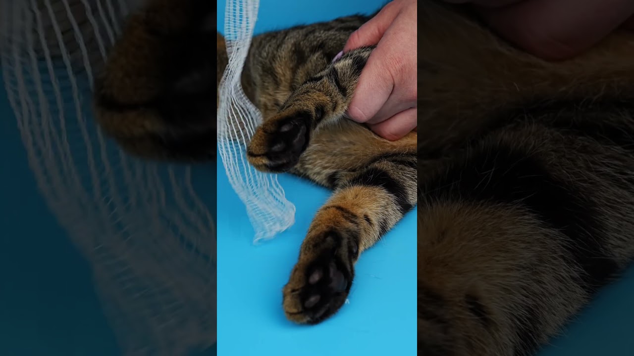 POLISEPT VET SPRAY SILVER