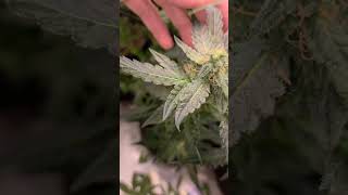 3 Weeks of Flower! 🌸 Inside the Grow Tent #shorts