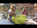 Wow Very Surprise!! Queen Mory And King Dodo Help Mom Cutting Jackfruit To Eat, Cute Animal