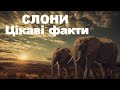 СЛОНИ Цікаві факти  ELEPHANTS Interesting facts