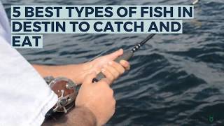 5 Best Types of Fish in Destin to Catch and Eat