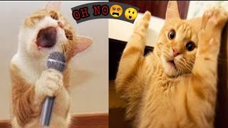 Oops Cute And Funny Cat Video Compilation 2021