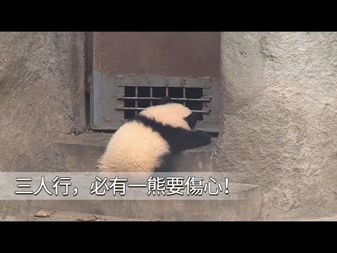 《熊貓早晚安》福順：明明是三個人的電影，我卻始終沒有抱抱 | iPanda