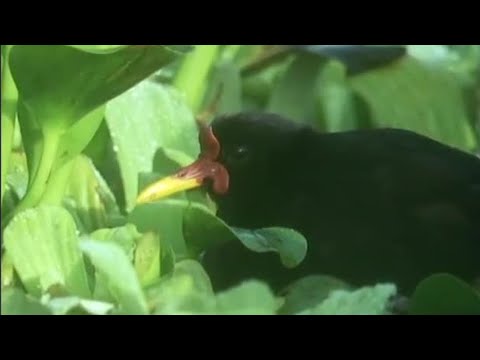 Lily-Trotters Mating Rituals | Attenborough: Trials of Life | BBC Earth