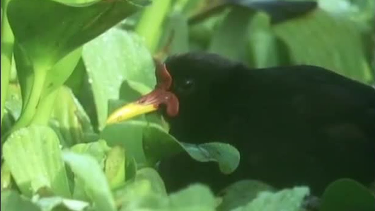 Lily-Trotters Mating Rituals | Attenborough: Trials of Life | BBC Earth