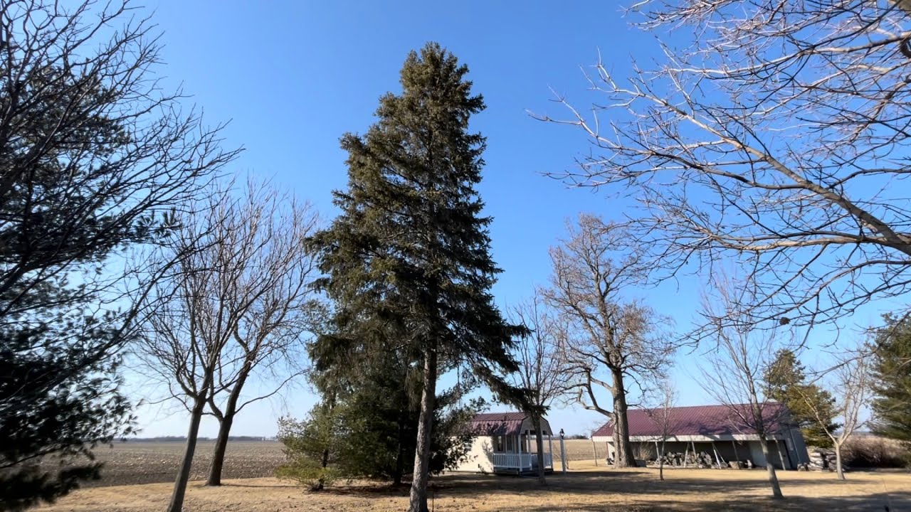 White Spruce (Picea glauca)