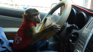 Clever And Brave Monkey!! Dodo Drive Car With Dad