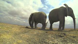 Elephants really do have Soft Soles! screenshot 5