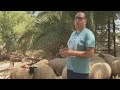 En tunisie des moutons bios pour lad