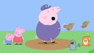 Peppa Pig Nederlands | Ga weg vogels | Tekenfilms voor kinderen