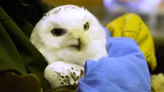 Snowy Owl Wellness Exam at Northwest Trek Wildlife Park